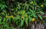 Lysimachia brittenii. Цветущие растения в сообществе с Phyllostachys, Selaginella, Asteraceae. Китай, провинция Хунань, гора Тяньмэнь, опушка смешанного леса, на скале. 09.06.2024.