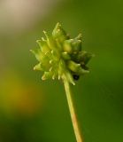 Ranunculus japonicus