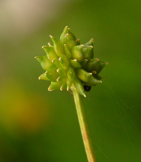 Image of Ranunculus japonicus specimen.