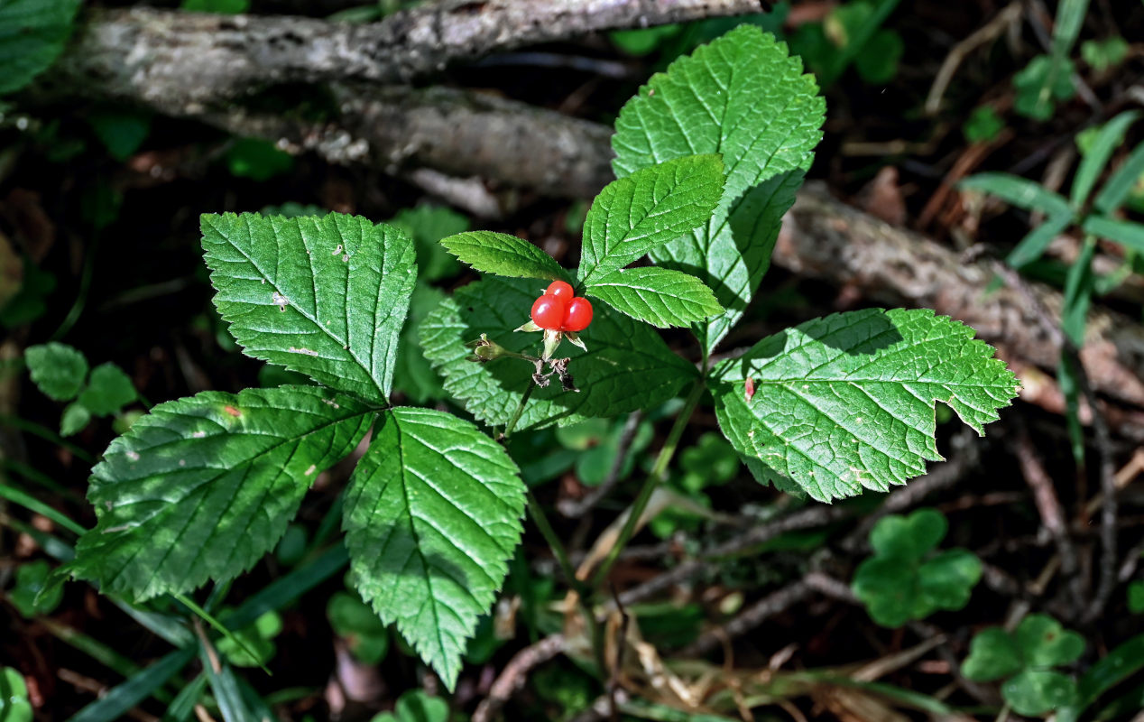 Изображение особи Rubus saxatilis.