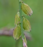 Polygala major