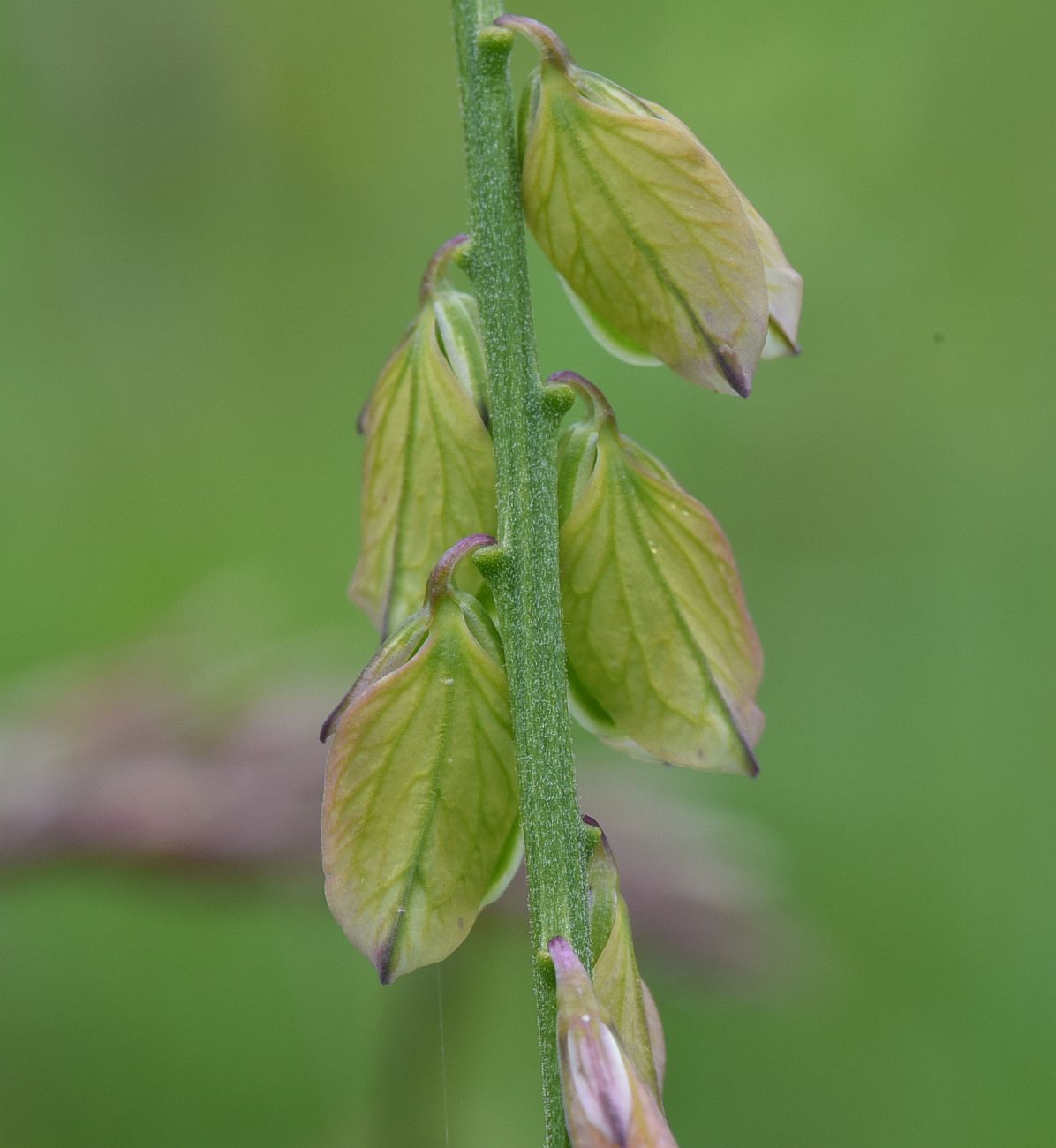 Image of Polygala major specimen.
