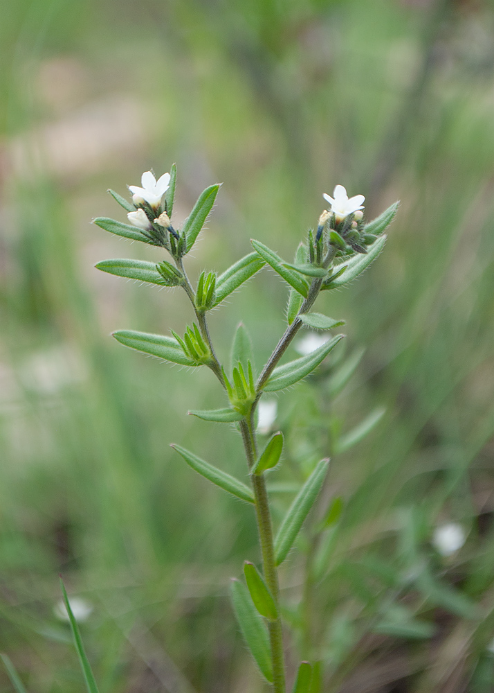 Image of Buglossoides arvensis specimen.