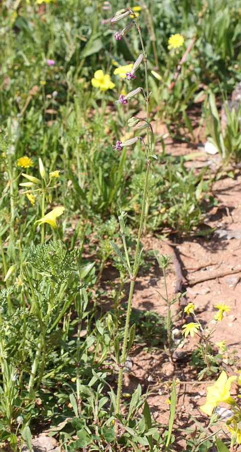 Image of Silene colorata specimen.