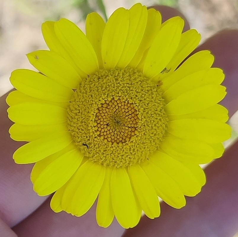 Image of Anthemis tinctoria specimen.
