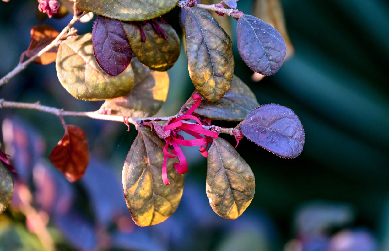 Image of Loropetalum chinense var. rubrum specimen.