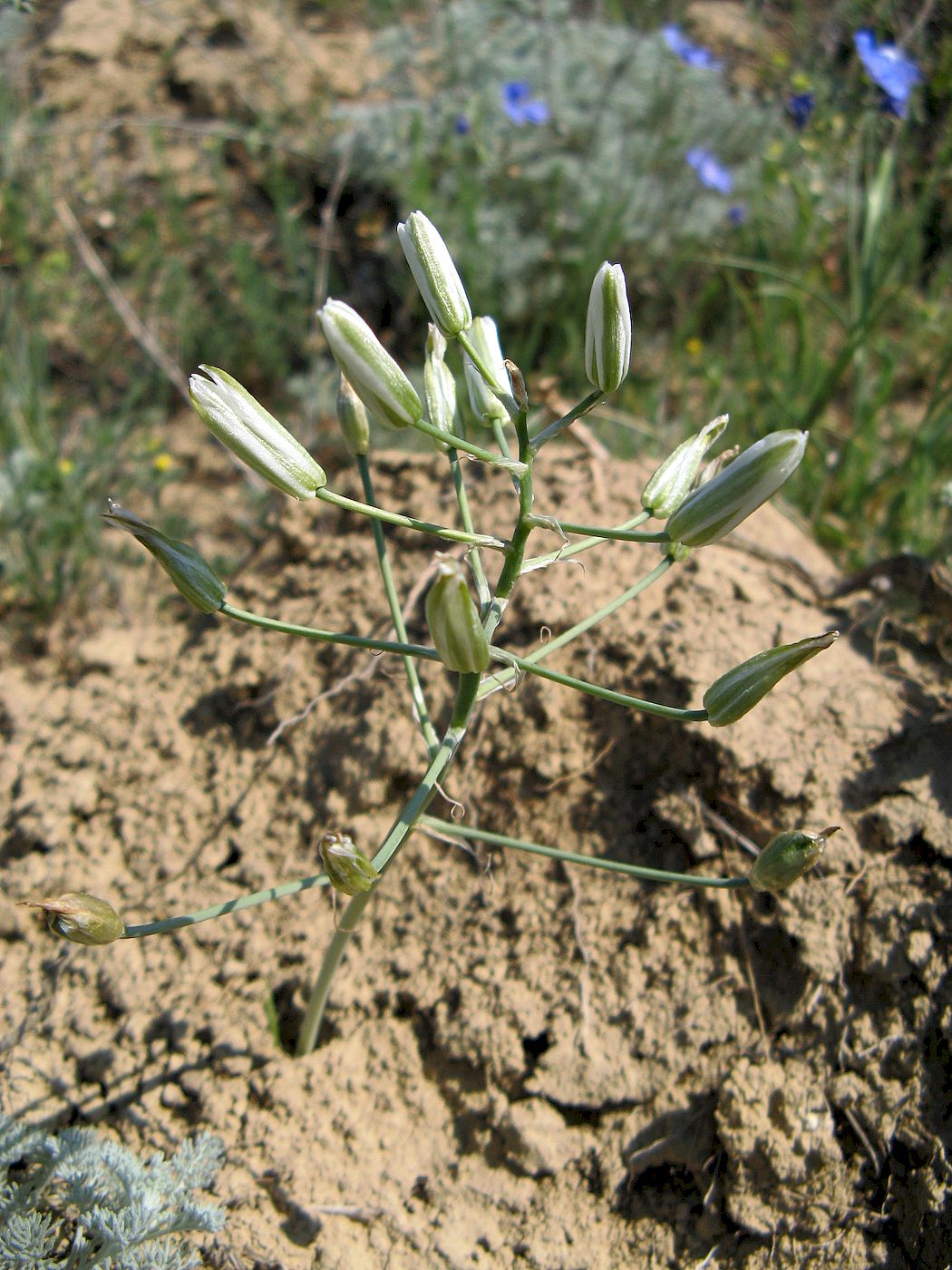 Image of Ornithogalum amphibolum specimen.