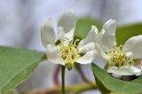 Padus avium subspecies pubescens. Цветки. Приморский край, Уссурийский гор. округ, окр. с. Монакино, широколиственный лес на небольшой сопке. 09.05.2025.