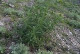 семейство Fabaceae. Расцветающее растение. Грузия, край Самцхе-Джавахети, окраина с. Тмогви, 100 м от оз Цунда, горный склон. 17 мая 2025 г.