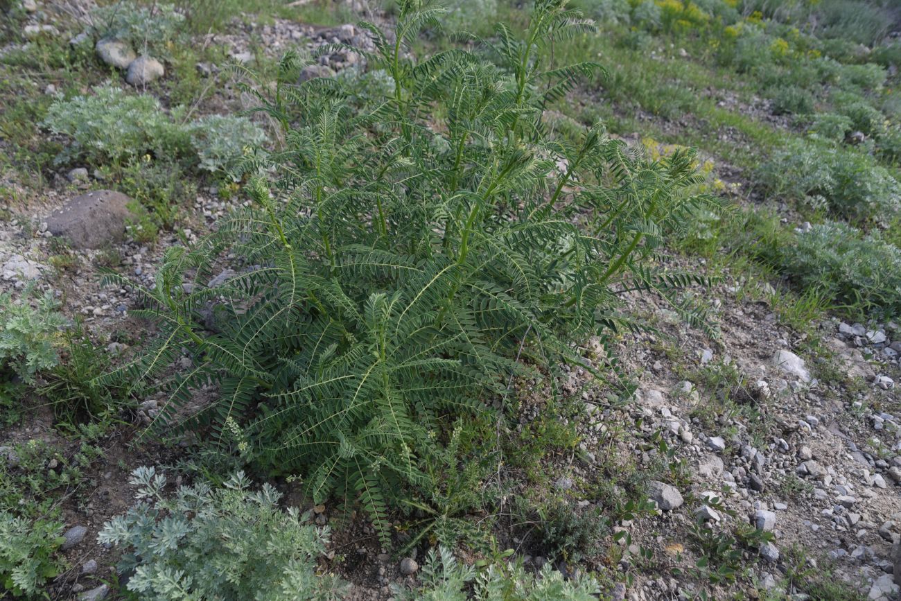 Image of familia Fabaceae specimen.