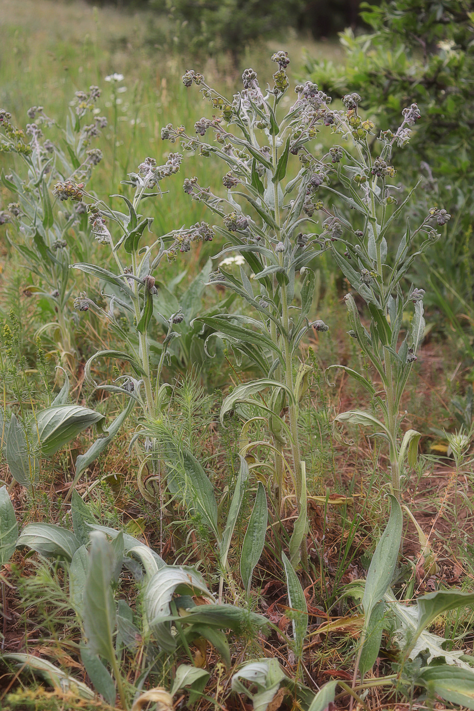 Image of Cynoglossum officinale specimen.