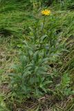 Inula hirta