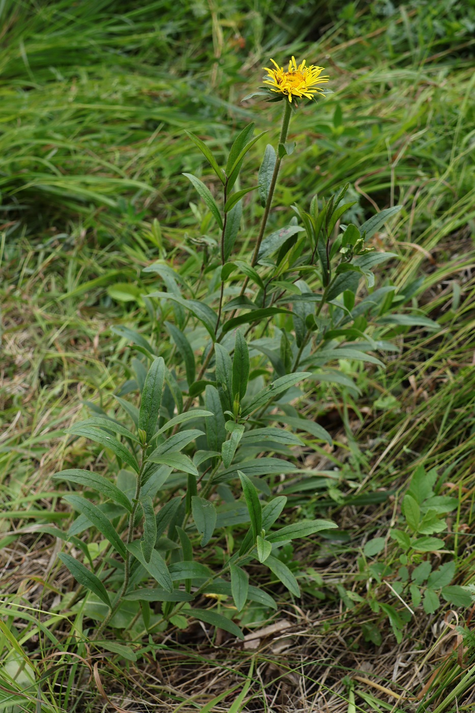 Изображение особи Inula hirta.