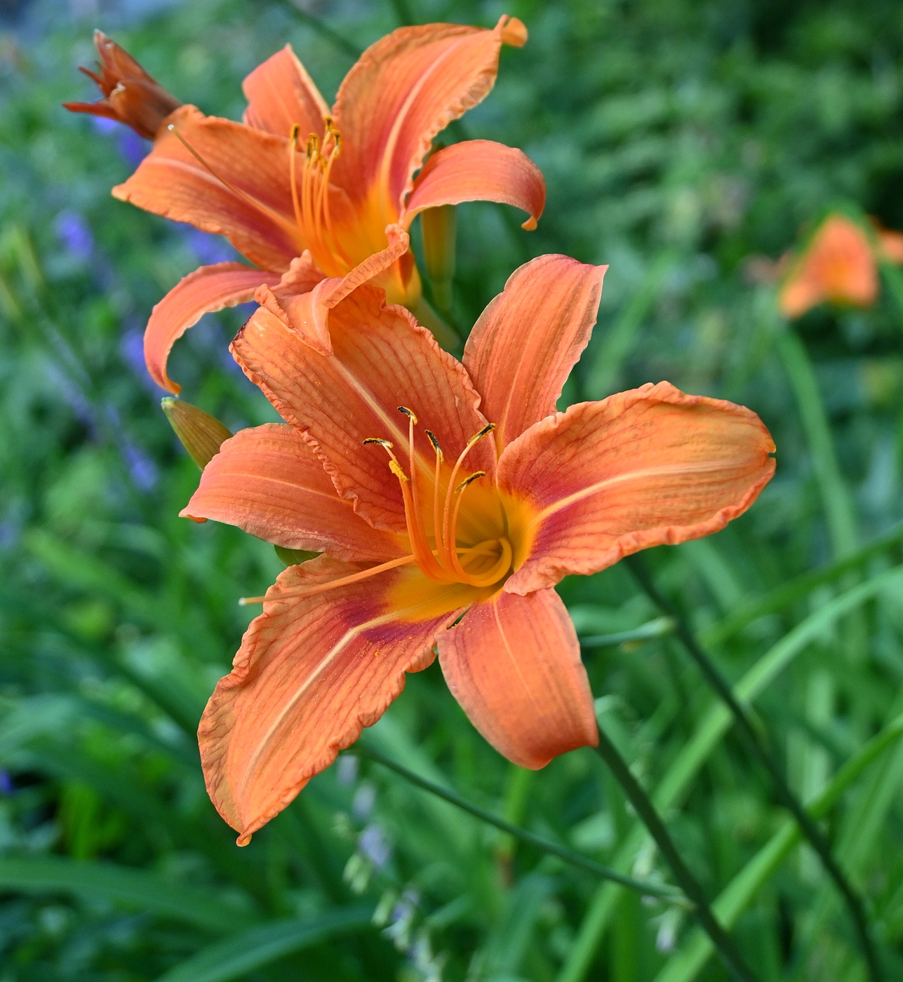 Image of Hemerocallis fulva specimen.