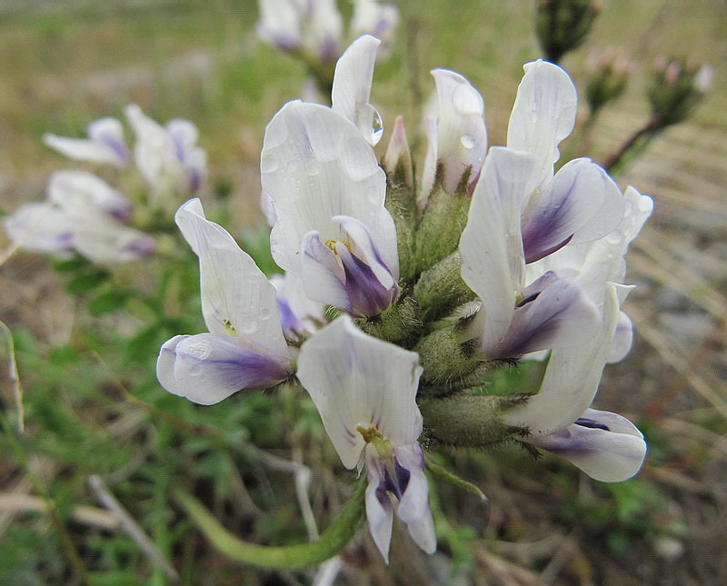 Image of Oxytropis sordida specimen.