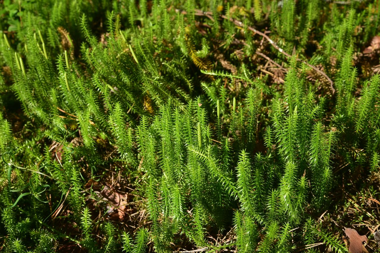 Изображение особи Lycopodium annotinum.