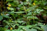 Chelidonium majus