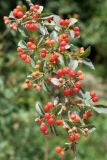 Lonicera korolkowii