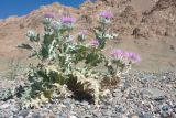 Cousinia speciosa