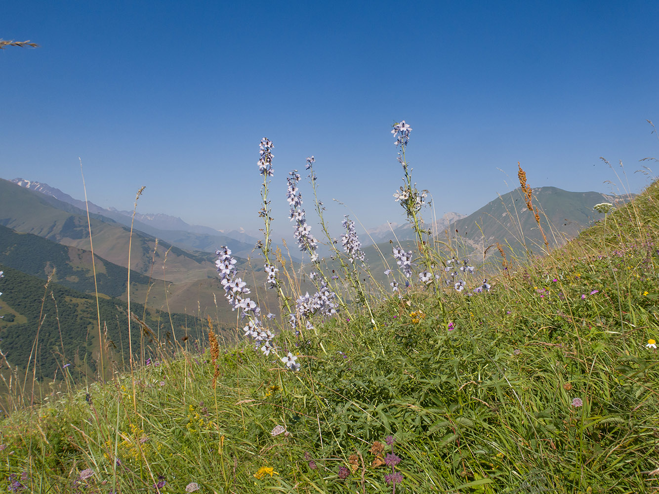 Image of Delphinium flexuosum specimen.