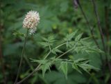 Actaea erythrocarpa. Соцветие и листья. Пермский край, г. Пермь, Свердловский р-н, м-н Липовая Гора, липовый лес. 25.05.2025.