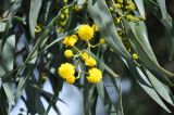 Acacia saligna