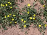 Potentilla bifurca