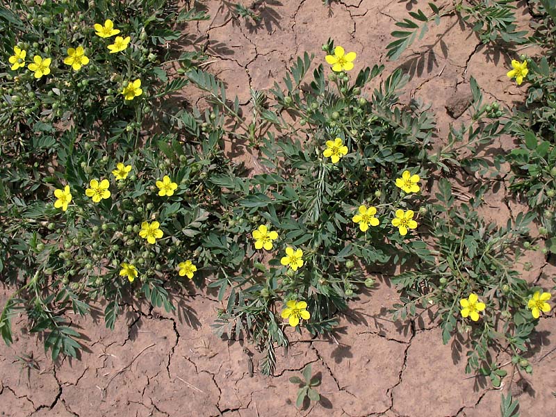 Image of Potentilla bifurca specimen.