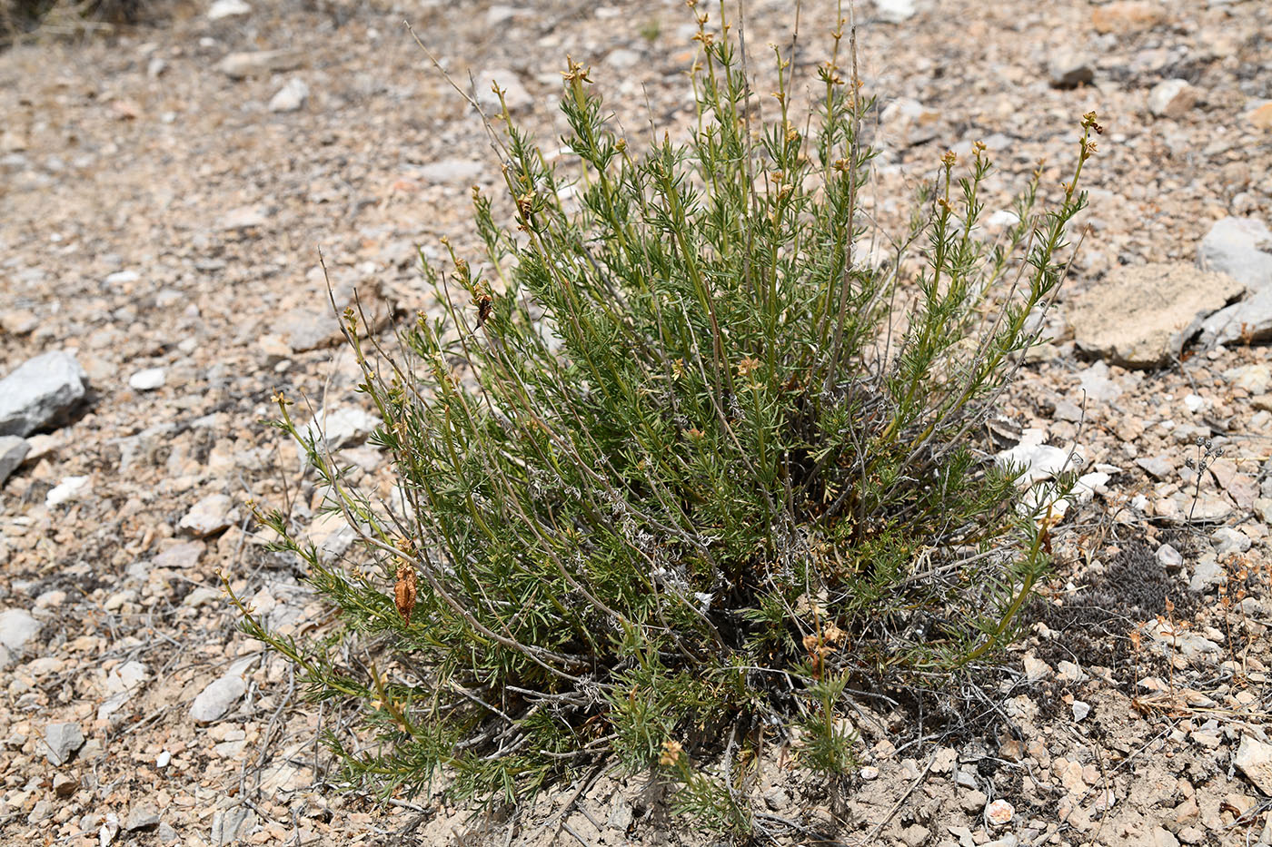 Image of Niedzwedzkia semiretschenskia specimen.