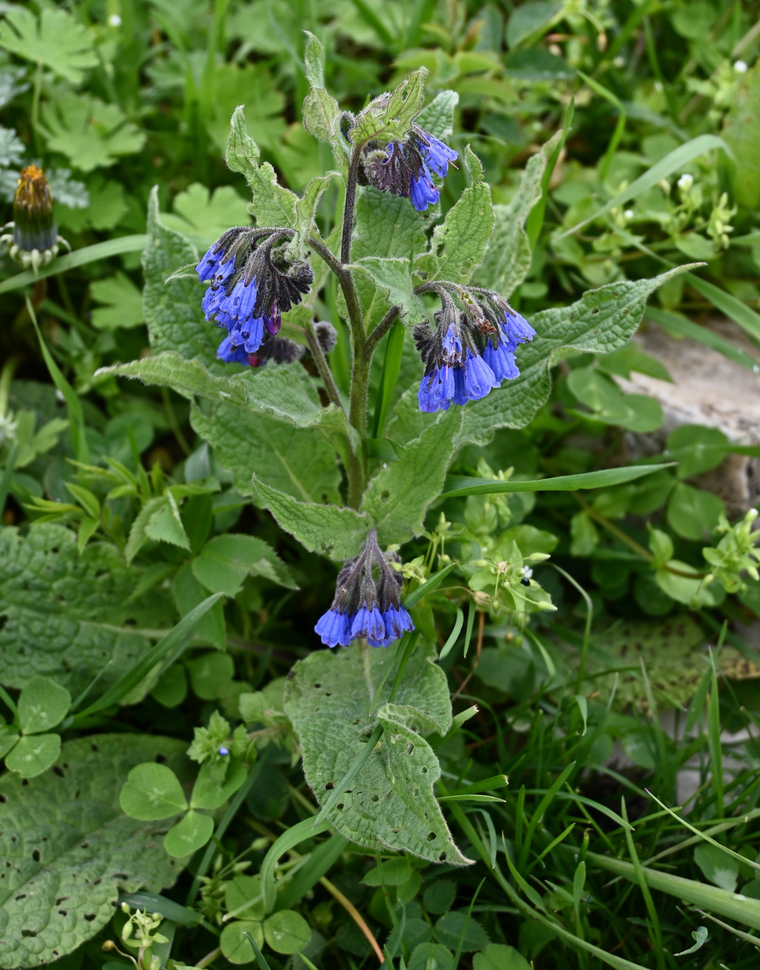 Изображение особи род Symphytum.