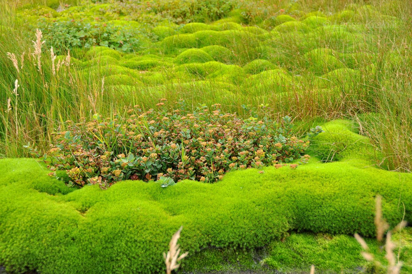 Image of Unknown species specimen.