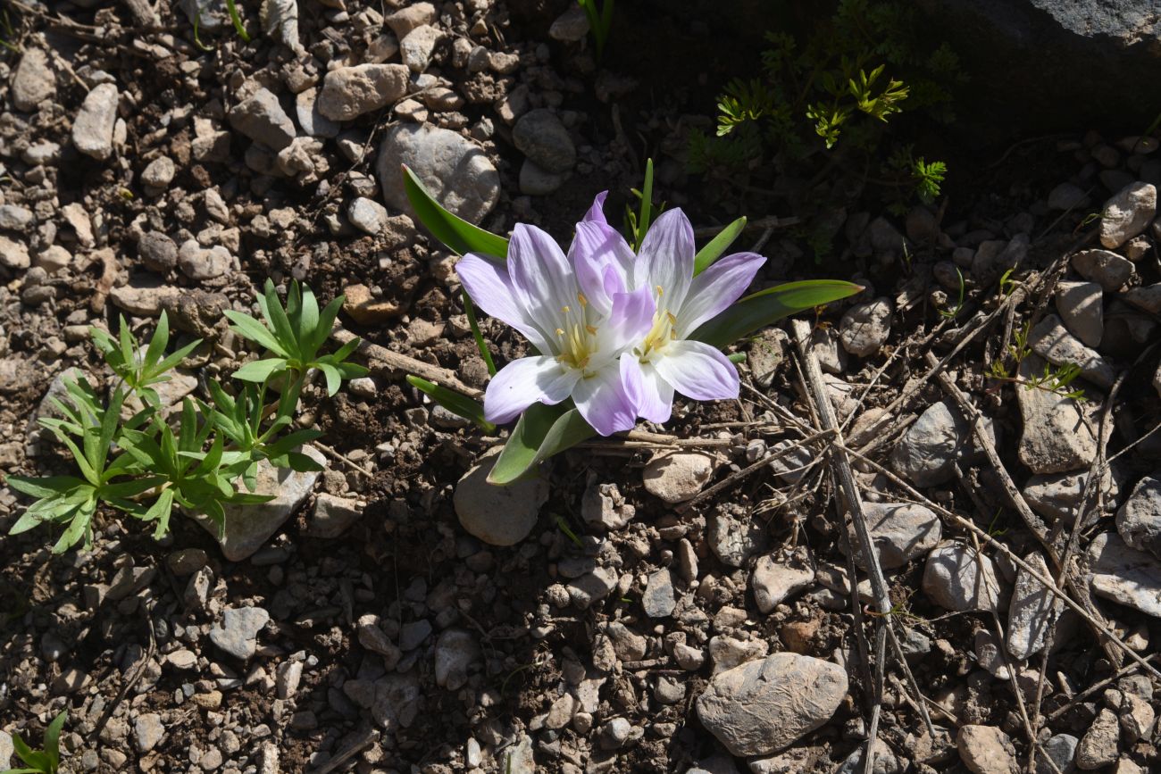 Image of Merendera kurdica specimen.