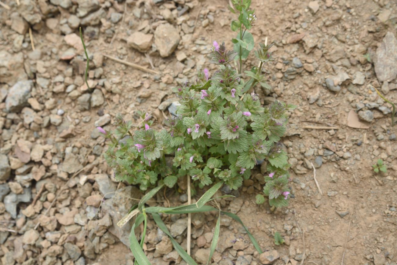 Image of Lamium amplexicaule specimen.