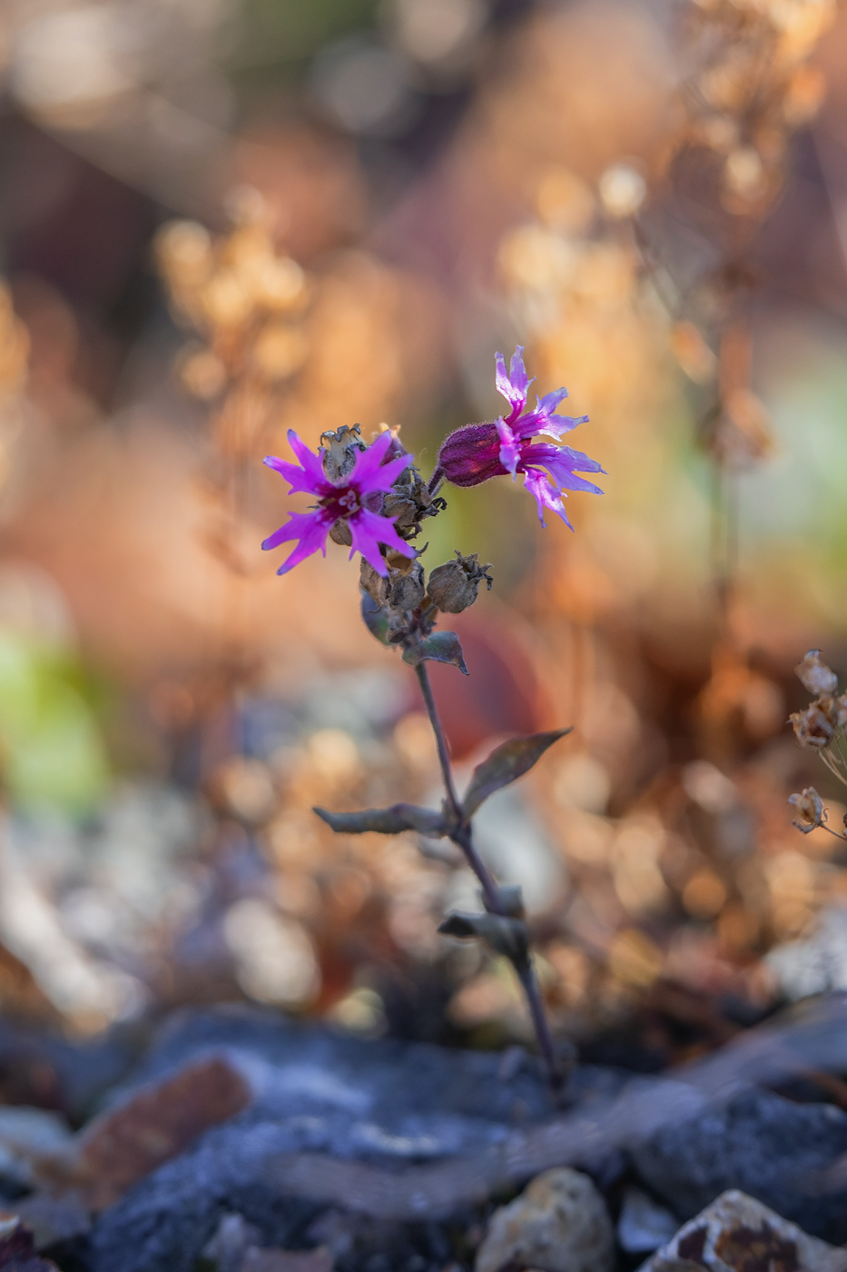 Image of Silene olgae specimen.