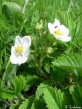 Fragaria campestris. Цветущее растение. Крым, Байдарская долина, окр. с. Тыловое. 08.05.2010.