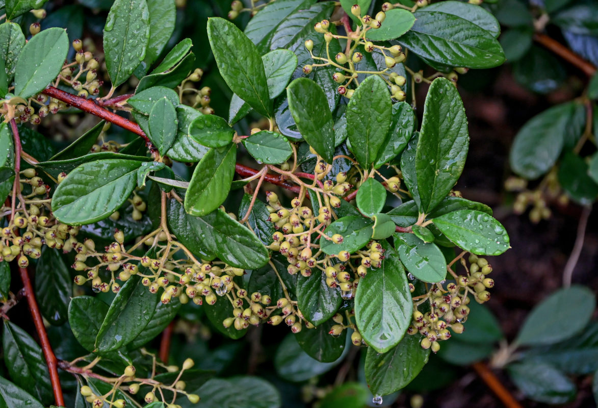 Image of Cotoneaster coriaceus specimen.
