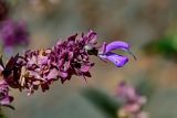 Salvia canariensis