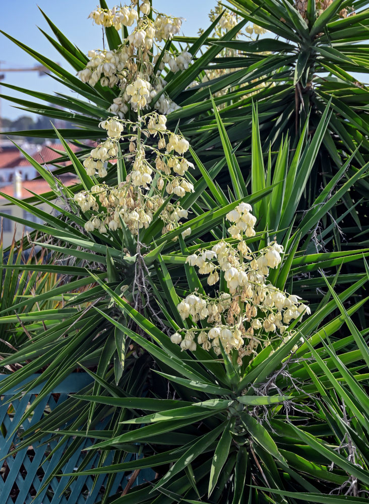 Изображение особи Yucca gigantea.