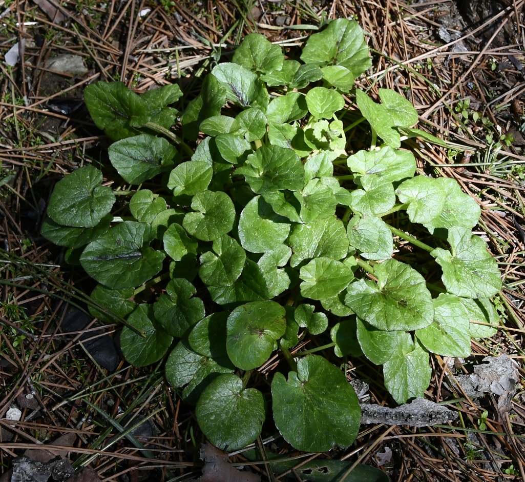 Image of Ficaria verna ssp. chrysocephala specimen.