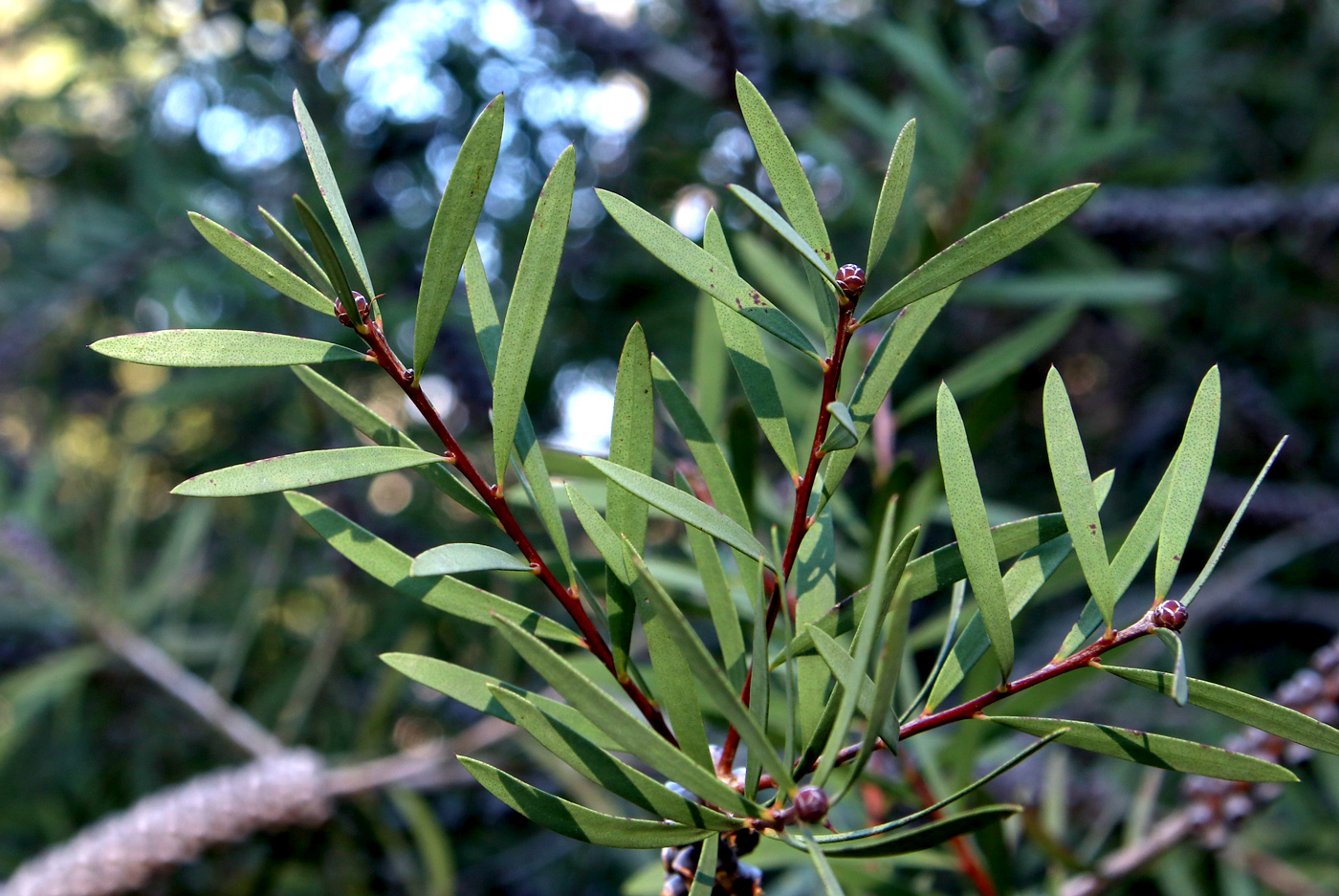 Изображение особи Callistemon phoeniceus.