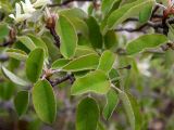 Amelanchier ovalis. Листья. Крым, окр. г. Судак, ю.-з. склон горы Ай-Георгий, каменистый склон оврага. 25.04.2025.