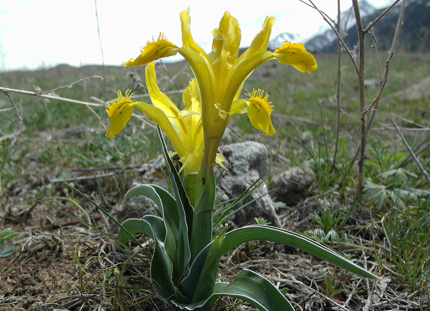 Изображение особи Juno tubergeniana.
