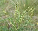 Astragalus galegiformis. Верхушка растения с развивающимся соцветием. Грузия, край Самцхе-Джавахети, окр. с. Тмогви, верхняя часть крепости Тмогви, выс. 1400 м н.у.м., луг. 29 мая 2025 г.