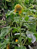 Helianthus annuus