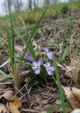 Viola rupestris