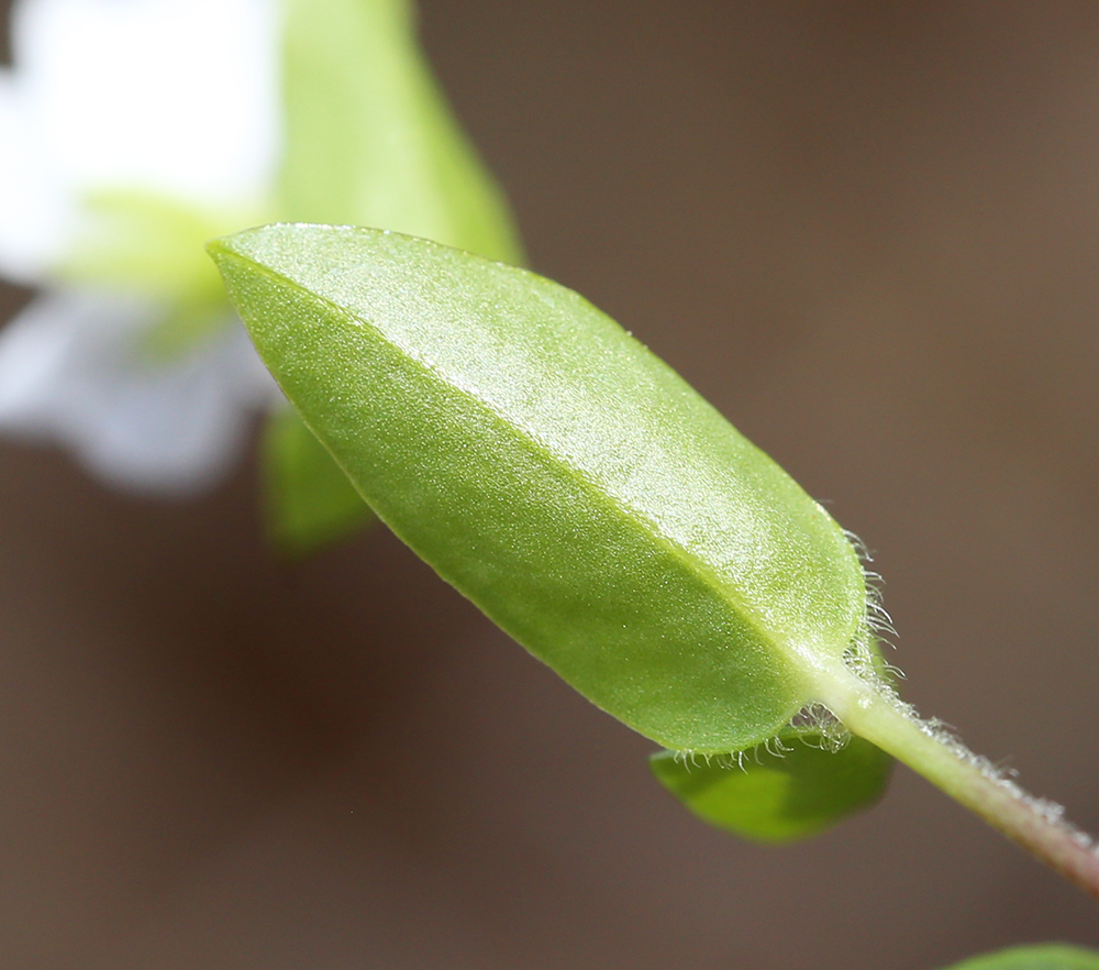 Image of Pseudostellaria heterantha specimen.