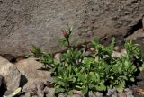 Centaurium portense. Бутонизирующее растение. Белгородская обл., пос. Ракитное, ул. Сосновая, 2, в культуре. 8 июня 2026 г.