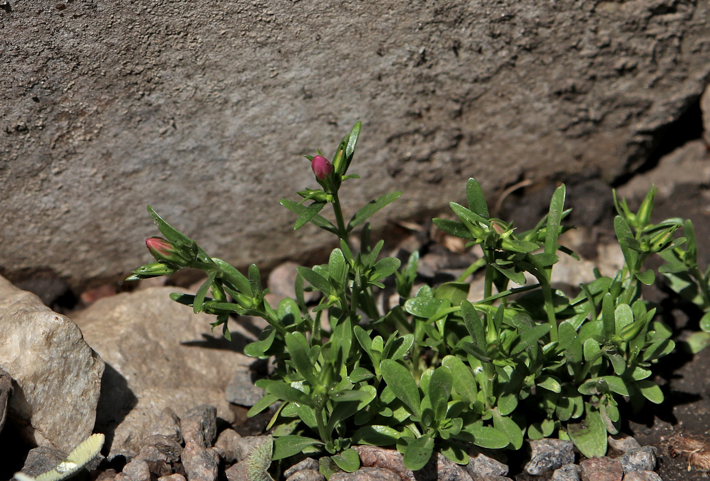 Изображение особи Centaurium portense.