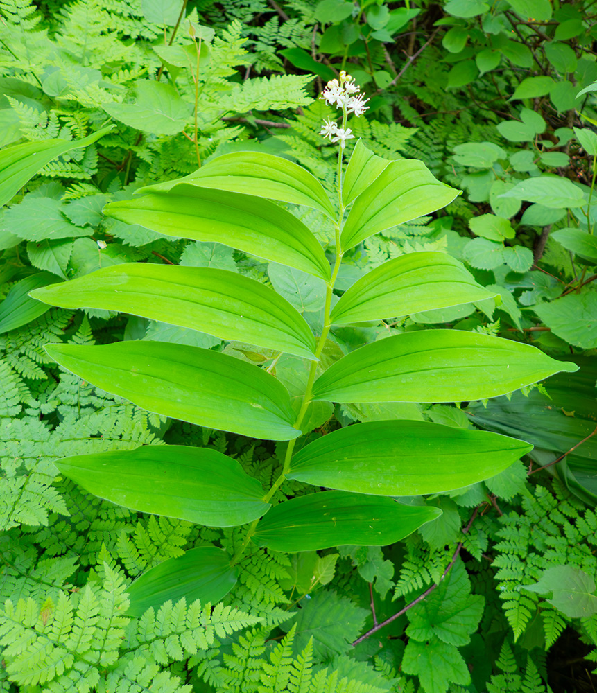Изображение особи Smilacina dahurica.