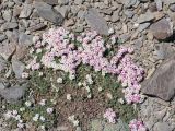 Androsace bryomorpha. Цветущее растение. Таджикистан, Горно-Бадахшанская автономная обл., Рушанский р-н, хр. Музкол, Сарезское оз., пик Обзорный, ≈ 4426 м н.у.м., скопление мелкозёма среди камней на вершине горы. 24 июня 2026 г.